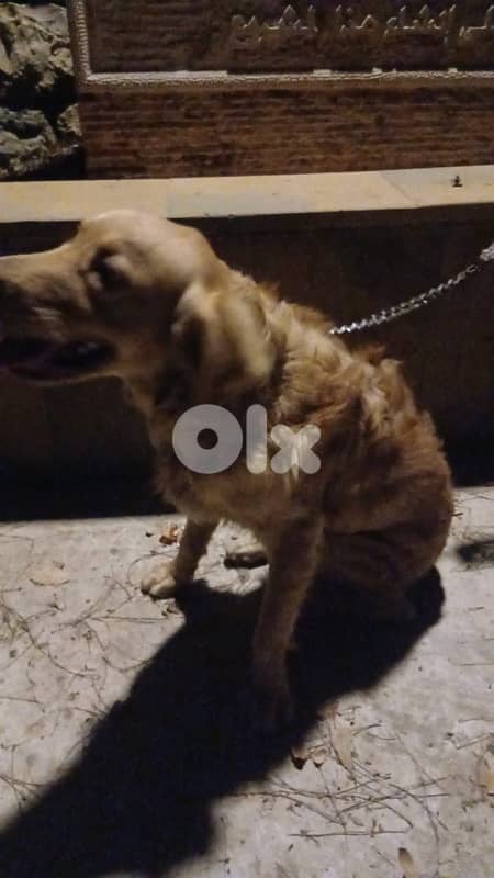 Friendly Golden Retreiver For Sale 2