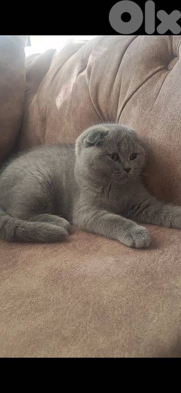 british shorthair scottish fold for sale