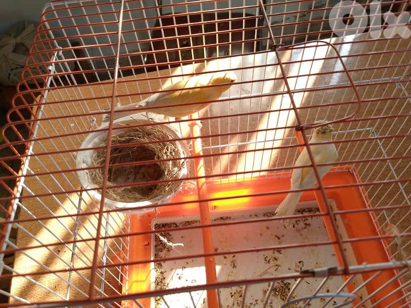 كنارات اغات و غلستر و بلدي و موزيك و مناديق 0