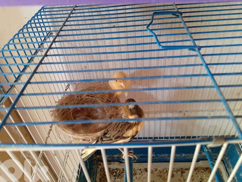 كنارات اغات و غلستر و بلدي و موزيك و مناديق 1