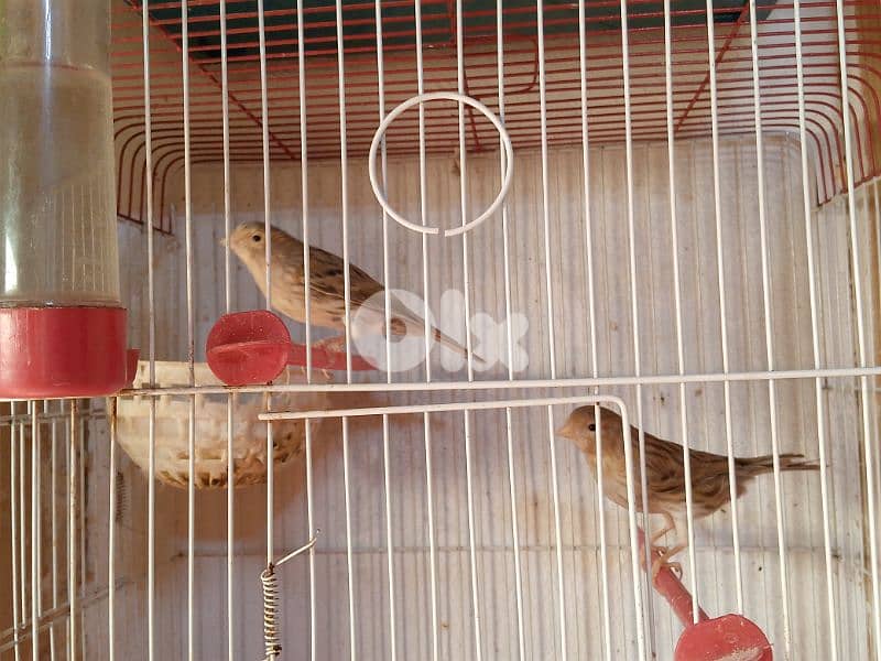 كنارات اغات و غلستر و بلدي و موزيك و مناديق 5