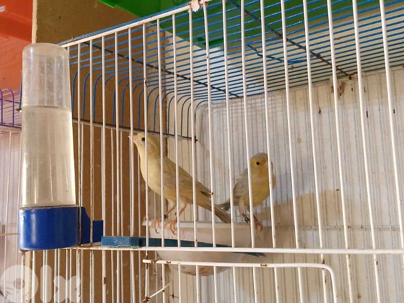 كنارات اغات و غلستر و بلدي و موزيك و مناديق 6