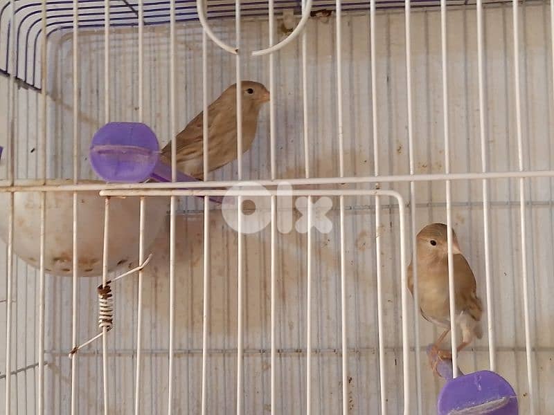 كنارات اغات و غلستر و بلدي و موزيك و مناديق 7