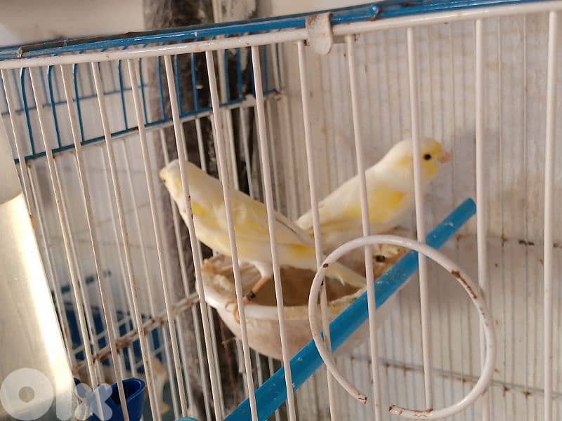 كنارات اغات و غلستر و بلدي و موزيك و مناديق 9