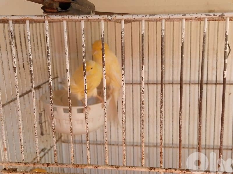 كنارات اغات و غلستر و بلدي و موزيك و مناديق 10