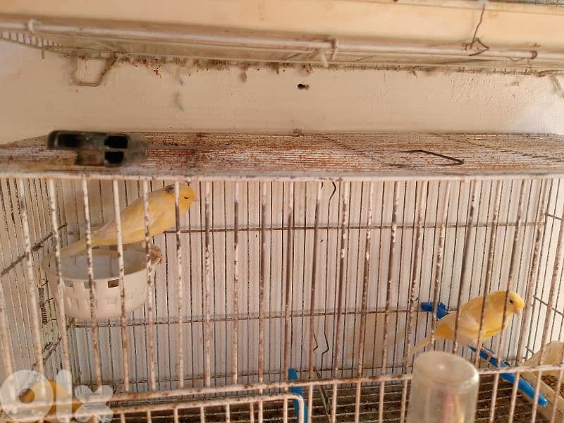 كنارات اغات و غلستر و بلدي و موزيك و مناديق 11