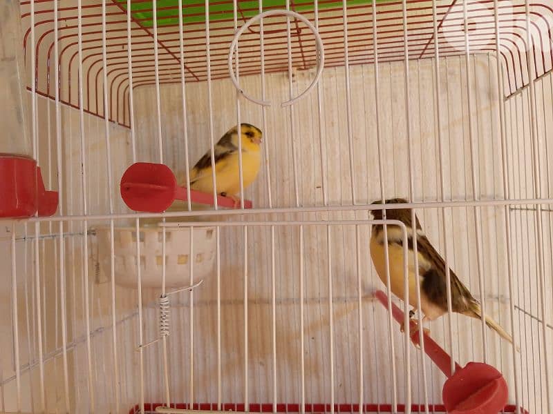 كنارات اغات و غلستر و بلدي و موزيك و مناديق 13