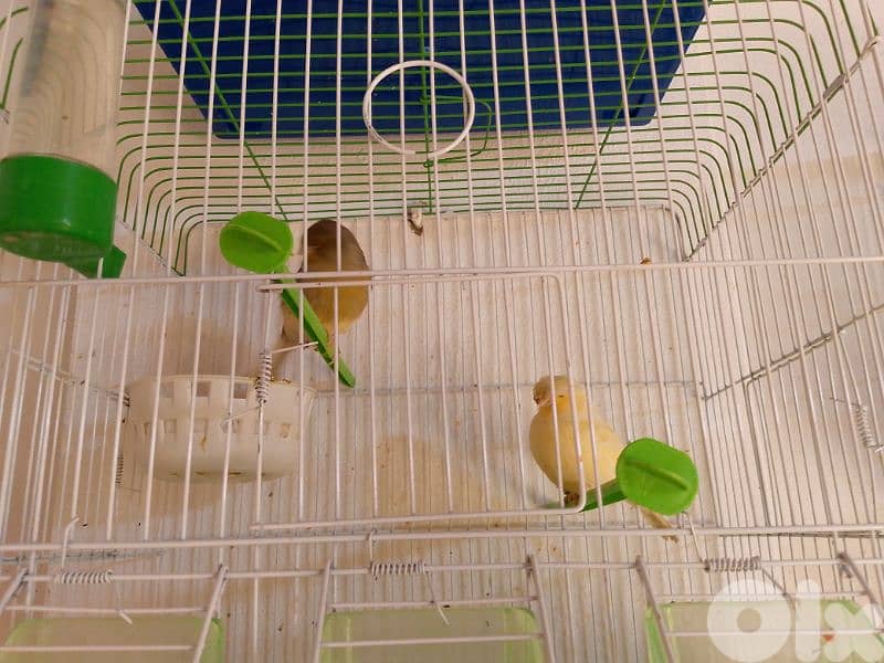 كنارات اغات و غلستر و بلدي و موزيك و مناديق 14