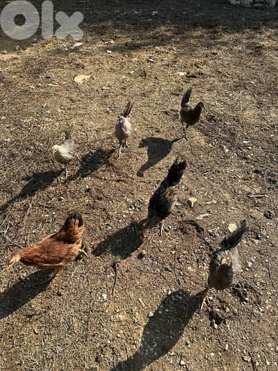 دجاج للبيع