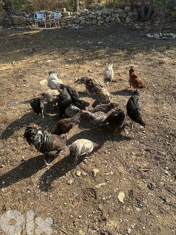 دجاج للبيع 1