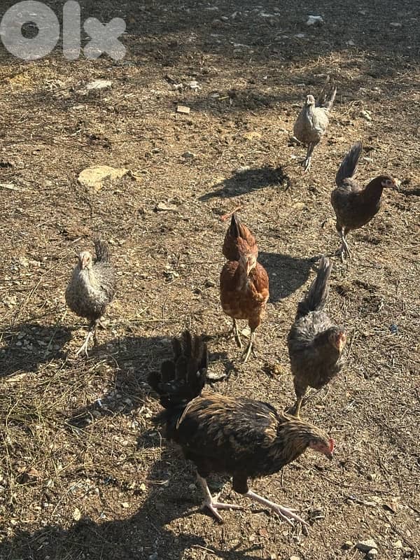 دجاج للبيع 2