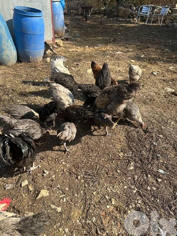 دجاج للبيع 3