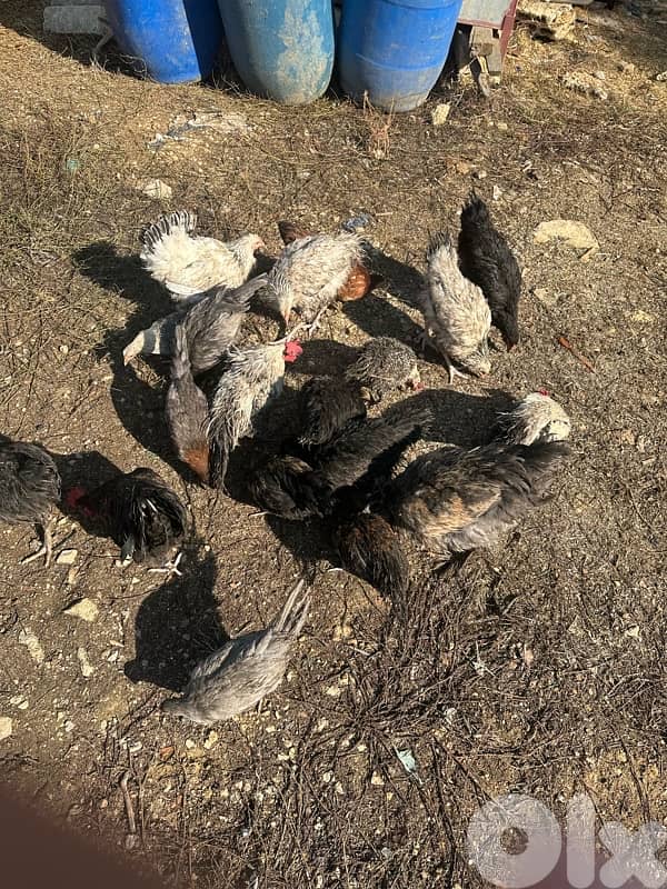 دجاج للبيع 4