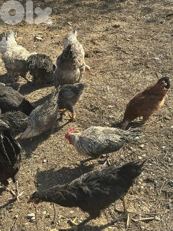 دجاج للبيع 5