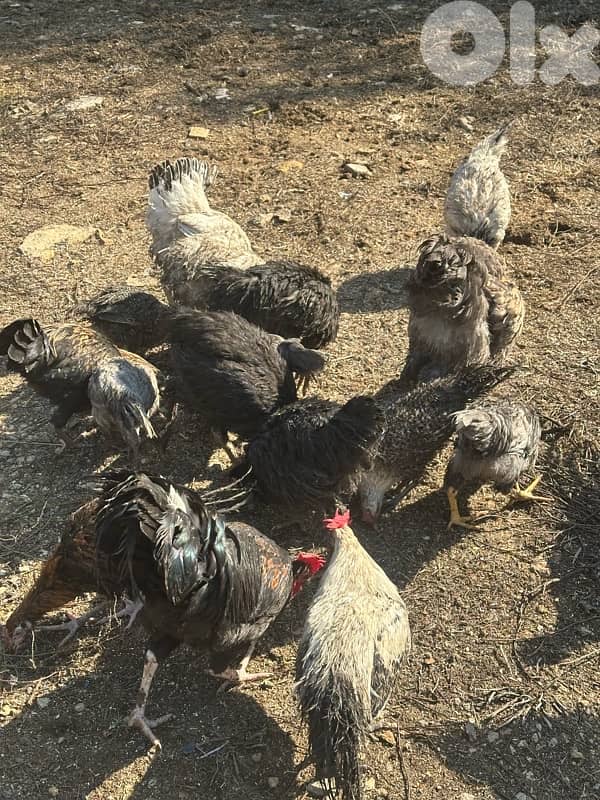 دجاج للبيع 6