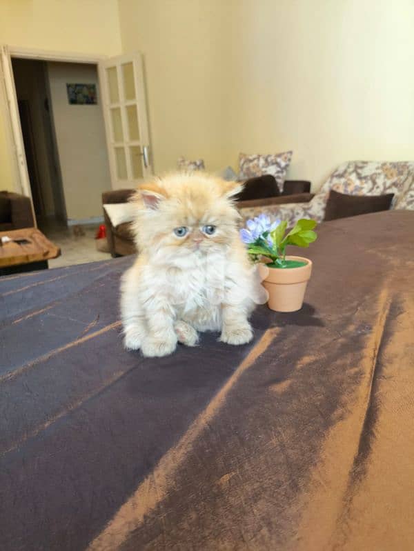 بيرجن بكي فيس 5