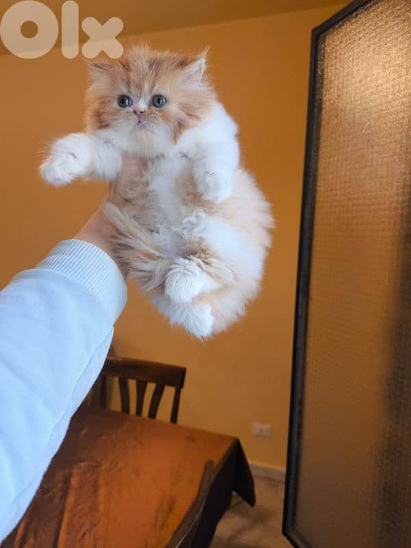 بيرجن بكي فيس 6