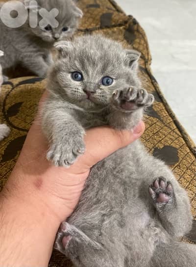 for reservation pure British & Scottish fold kittens