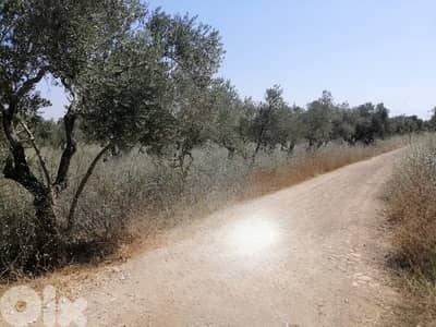 Land for Sale | Amioun – Koura