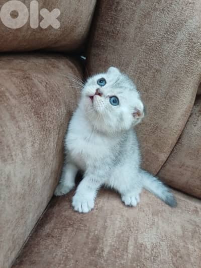 سكوتش فولد عمر شهرين  150$