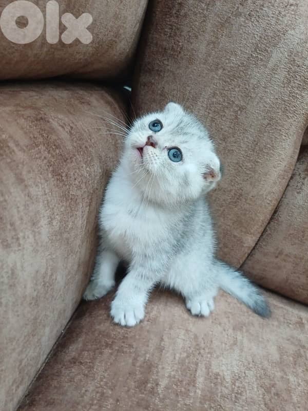 سكوتش فولد عمر شهرين  150$ 0