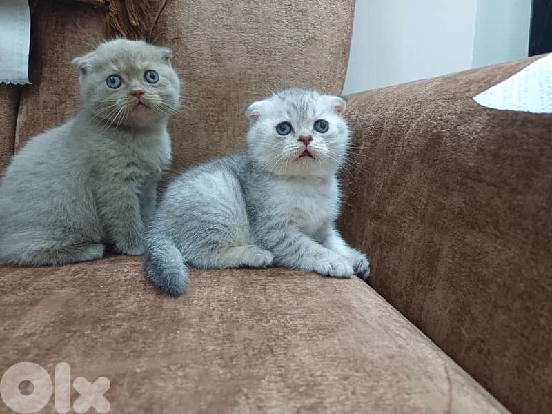 سكوتش فولد عمر شهرين  150$ 1