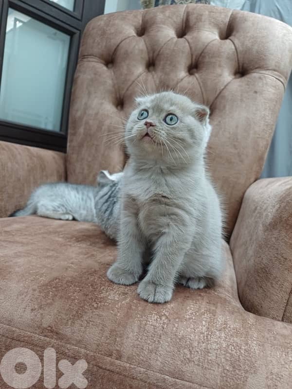 سكوتش فولد عمر شهرين  150$ 2