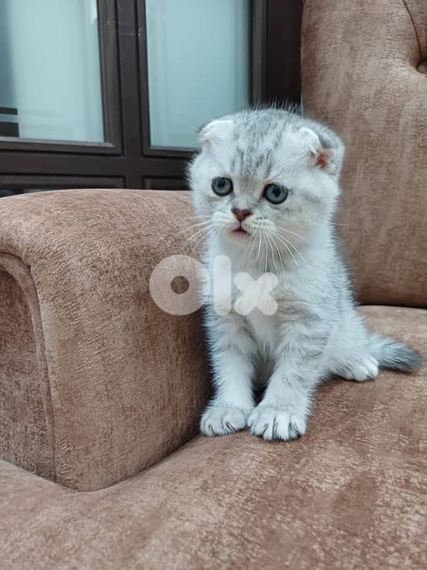 سكوتش فولد عمر شهرين  150$ 3