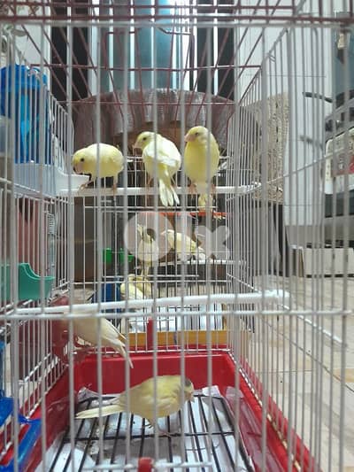 عرض خاص لا بل احرى عرض جنوني أجمل و افخم و احلى و انظف ١٠ حبات كنار