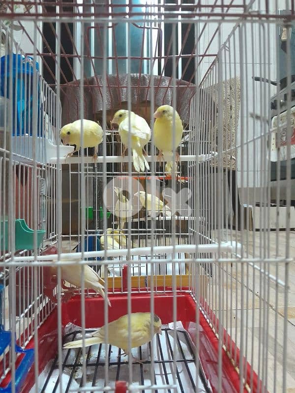 عرض خاص لا بل احرى عرض جنوني أجمل و افخم و احلى و انظف ١٠ حبات كنار 0