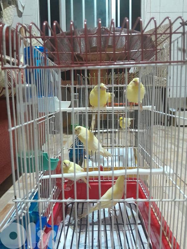 عرض خاص لا بل احرى عرض جنوني أجمل و افخم و احلى و انظف ١٠ حبات كنار 2