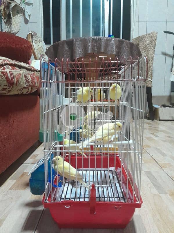 عرض خاص لا بل احرى عرض جنوني أجمل و افخم و احلى و انظف ١٠ حبات كنار 3