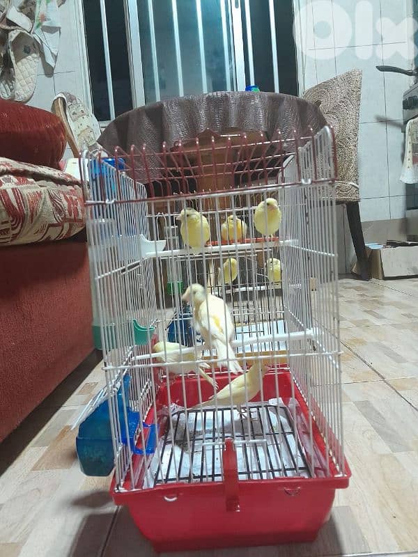 عرض خاص لا بل احرى عرض جنوني أجمل و افخم و احلى و انظف ١٠ حبات كنار 4