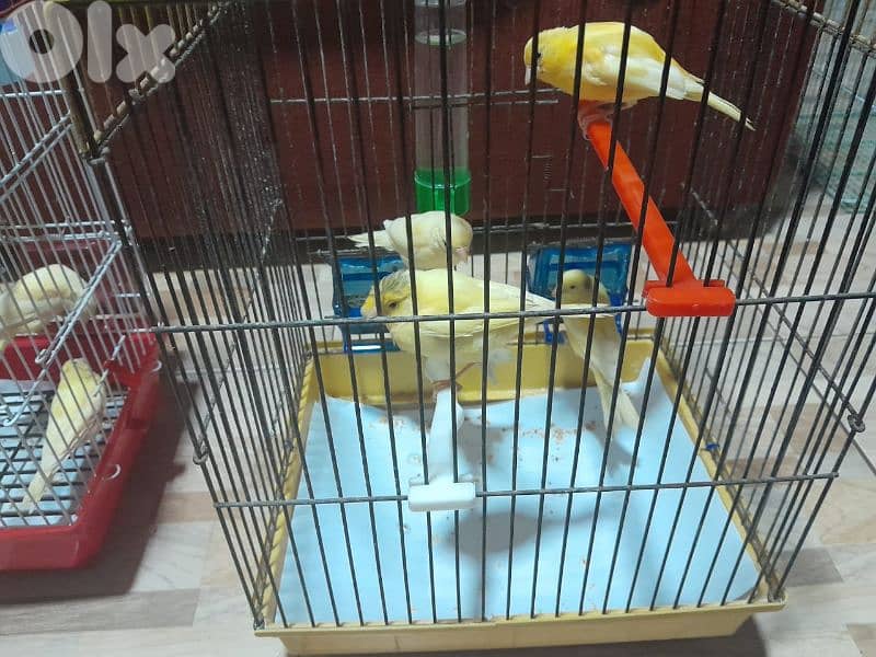 عرض خاص لا بل احرى عرض جنوني أجمل و افخم و احلى و انظف ١٠ حبات كنار 5