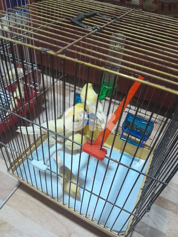 عرض خاص لا بل احرى عرض جنوني أجمل و افخم و احلى و انظف ١٠ حبات كنار 6