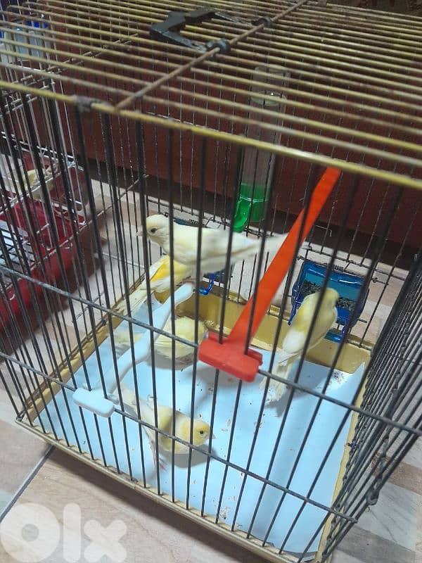 عرض خاص لا بل احرى عرض جنوني أجمل و افخم و احلى و انظف ١٠ حبات كنار 8