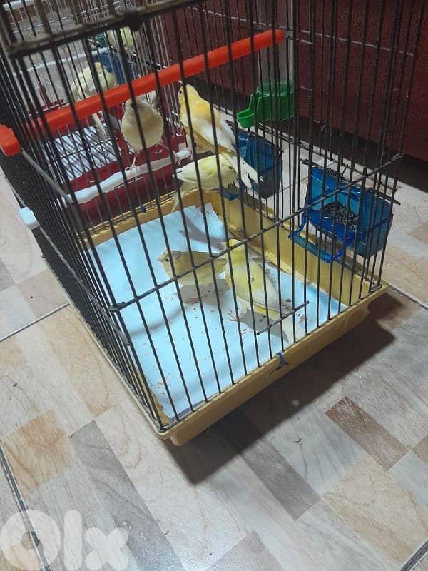 عرض خاص لا بل احرى عرض جنوني أجمل و افخم و احلى و انظف ١٠ حبات كنار 9