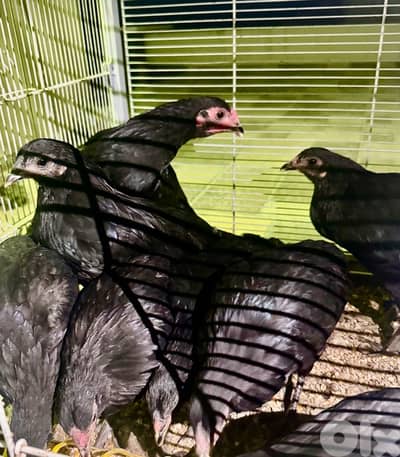 sumatra chickens