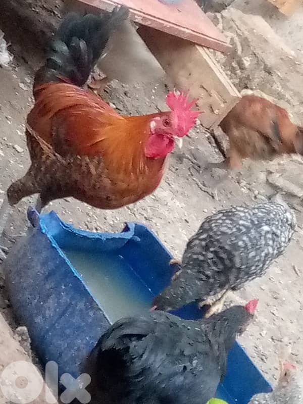 ديوك للبيع 2