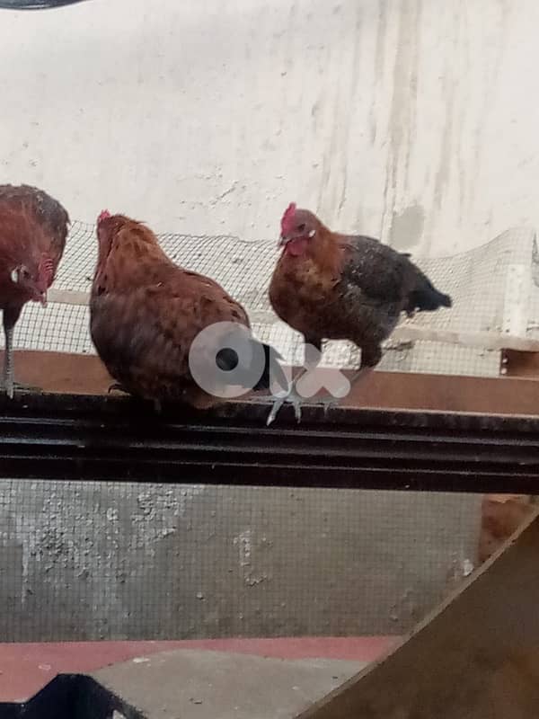 ديوك للبيع 3