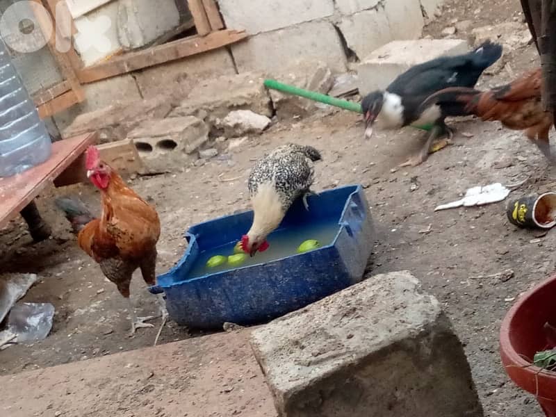 ديوك للبيع 4