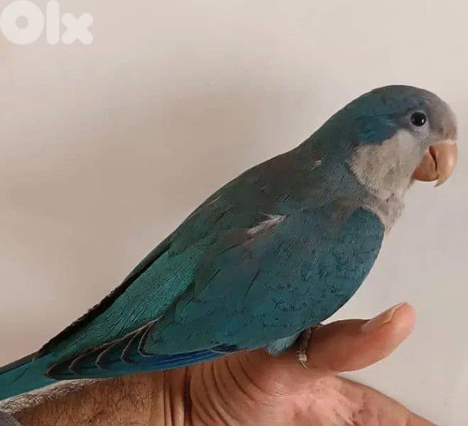 ببغاء كويكر أزرق quacker  parrot 0
