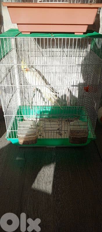 كوكتيل لوتينو  سعر 20$ 0