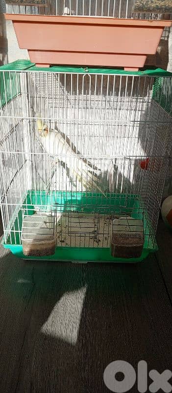 كوكتيل لوتينو  سعر 20$ 1