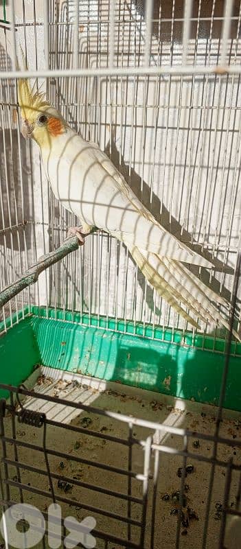 كوكتيل لوتينو  سعر 20$ 2