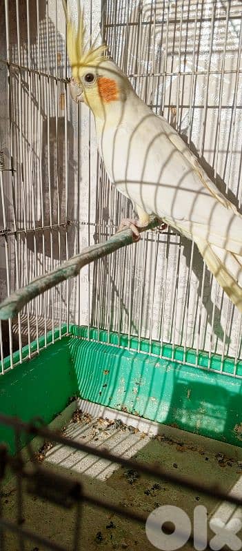 كوكتيل لوتينو  سعر 20$ 3