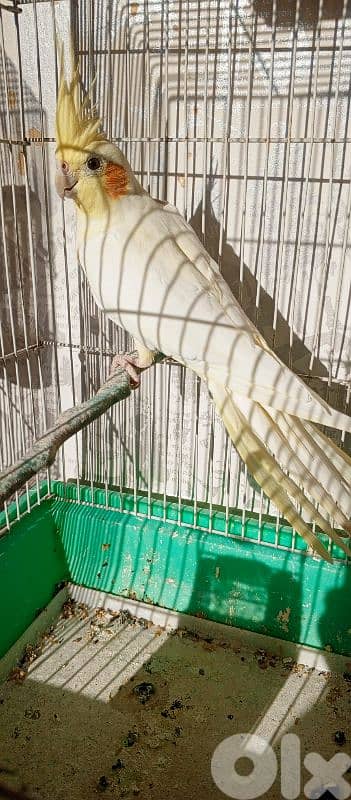 كوكتيل لوتينو  سعر 20$ 4