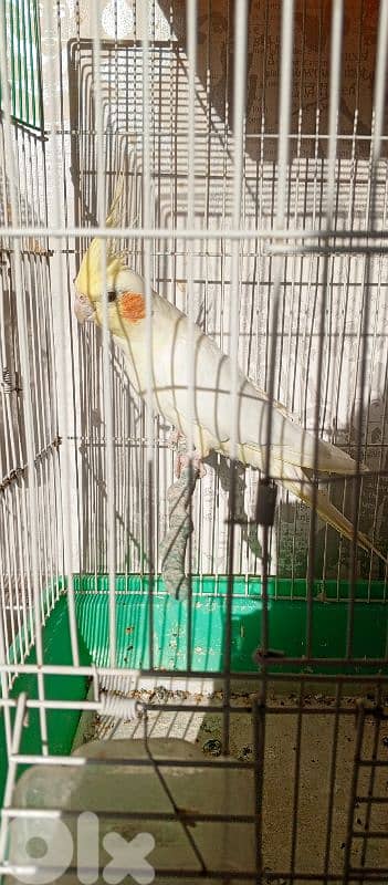 كوكتيل لوتينو  سعر 20$ 5