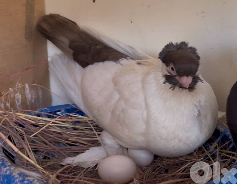 انتاية ملك الجبل تم صغير 0