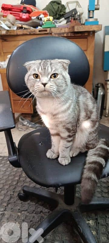 جديدة سد البوشرية